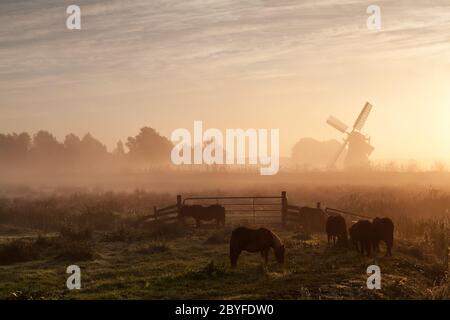 Pony auf Weide und Windmühle im dichten Sonnenaufgangsnebel Stockfoto