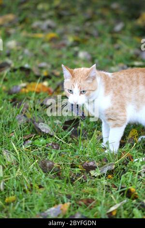 Katze Maus gefangen Stockfoto