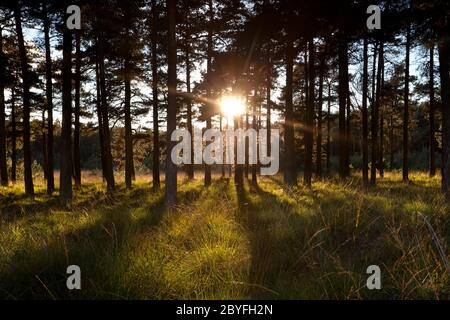 hellen Sonnenstrahlen durch Kiefern im Wald Stockfoto