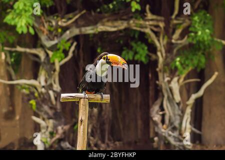 Kielschnabelvogel aus Zentralamerika Stockfoto