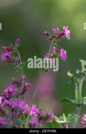 Der Wildflower Red Campion (Silene Dioica) vor grünem Hintergrund Stockfoto