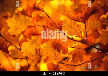 Herbstlaub, sehr flachen Fokus Stockfoto