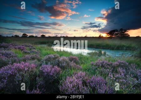 Sonnenuntergang über Sumpf mit blühender rosa Heide Stockfoto