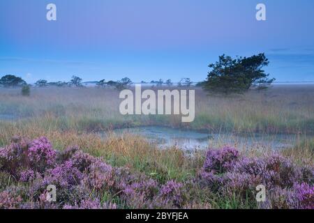 Rosa blühende Heide während nebligen frühen Morgen Stockfoto