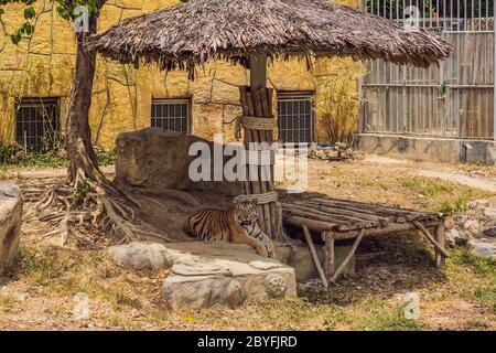 Porträt einer Royal Bengal Tiger alert und starrte auf die Kamera Stockfoto