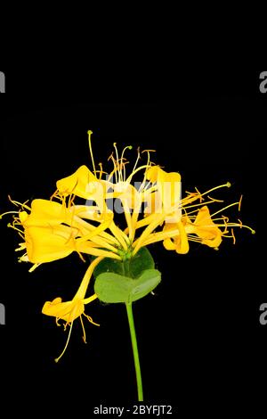 Blume der englischen Wildpflanze 'Heaven Sent' Geißblatt (lonicera periclymenum) Kletterpflanze. Stockfoto