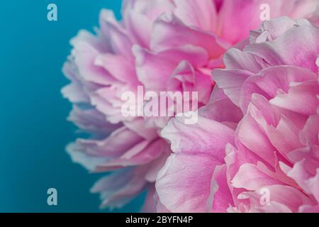 Rosa Pfingstrose Blumenstrauß isoliert auf einem blauen Hintergrund Stockfoto