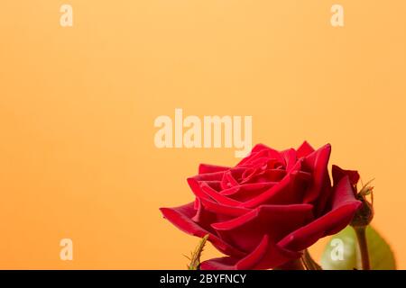 Rote Rose Blumenstrauß isoliert auf einem hellen, massiven orangen Hintergrund Stockfoto