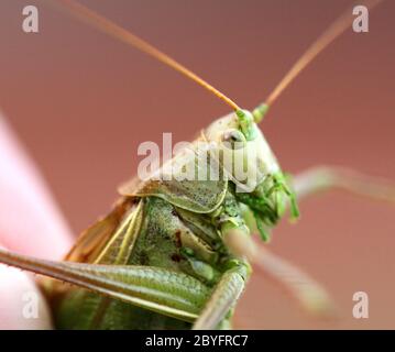 Porträt von einem großen grünen Heuschrecke in den Händen Stockfoto