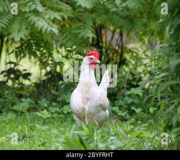 Weißes Huhn zu Fuß auf der grünen Wiese Stockfoto