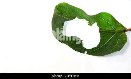 Einzigartige Karte Schablone Form von Australien geschnitten aus einem hellen lebendigen Blatt weißen Hintergrund und Silhouette von australischen Umriss. Umweltfreundlicher Fokus Stockfoto