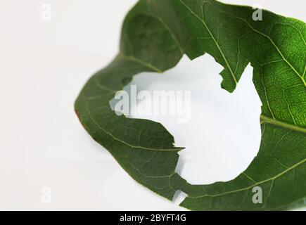 Einzigartige Karte Schablone Form von Australien geschnitten aus einem hellen lebendigen Blatt weißen Hintergrund und Silhouette von australischen Umriss. Umweltfreundlicher Fokus Stockfoto