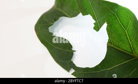 Einzigartige Karte Schablone Form von Australien geschnitten aus einem hellen lebendigen Blatt weißen Hintergrund und Silhouette von australischen Umriss. Umweltfreundlicher Fokus Stockfoto