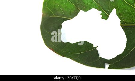 Einzigartige Karte Schablone Form von Australien geschnitten aus einem hellen lebendigen Blatt weißen Hintergrund und Silhouette von australischen Umriss. Umweltfreundlicher Fokus Stockfoto