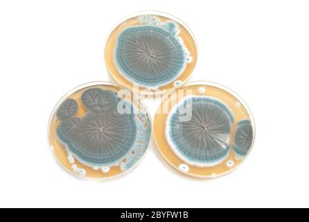 Penicillium Pilze auf Agarplatten über weiß Stockfoto