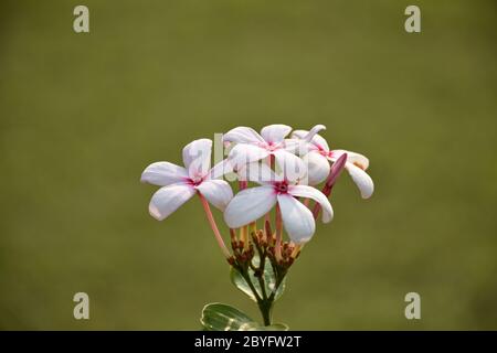 Nahaufnahme Bild der Kopsia Blume oder Kopsia fruticosa, ist eine Gattung der Pflanze in Familie Apocynaceae erstmals als Gattung im Jahr 1823 beschrieben Stockfoto