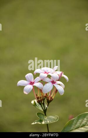 Nahaufnahme Bild der Kopsia Blume oder Kopsia fruticosa, ist eine Gattung der Pflanze in Familie Apocynaceae erstmals als Gattung im Jahr 1823 beschrieben Stockfoto