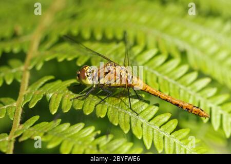 Ein neu aufgetauchter Ruddy Darter Dragonfly, Sympetrum sanguineum, stechend auf Bracken in einer Waldlichtung. Stockfoto