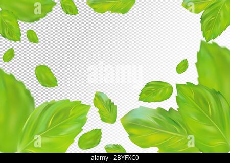Minze Blätter Hintergrund. Fliegende grüne Minze auf transparentem Hintergrund. Aromatische frische Minze in Bewegung. Verpackung Design von Tee. Vektorgrafik Stock Vektor