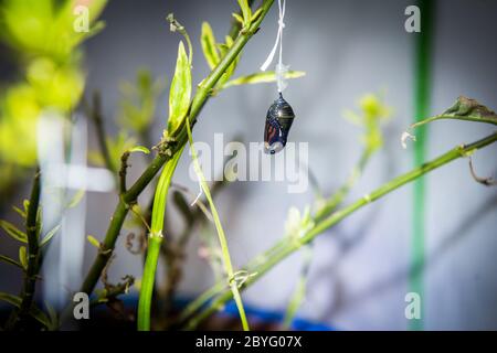 Monarch Schmetterling Chrysalis suspendiert von einer Milkweed-Pflanze durch Zahnseide nach dem Sturz aus der Pflanze in Südkalifornien, USA. Juni 2020 Stockfoto