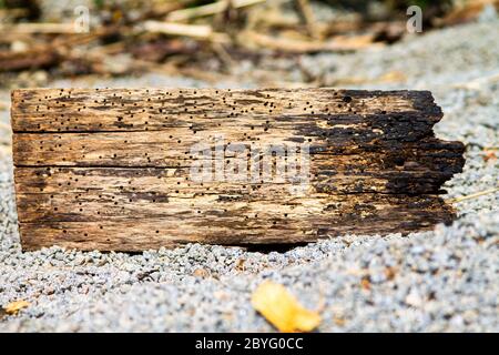 Ein verworrtes Treibholz an einem kiesigen Ufer. Stockfoto