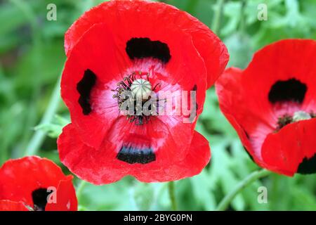 Marienkäfer Mohn Papaver Comutatum Marienkäfer Blume Red Papaver Comutatum Papaver Marienkäfer Mohnblume Roter Mohn Nahaufnahme blühender Papaver Stockfoto