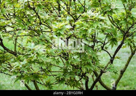 Acer palmatum Ryuzu Japanischer Ahorn Stockfoto