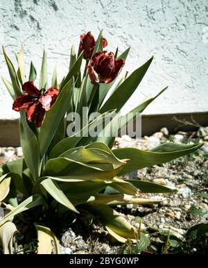 Verblasste Tulpe Stockfoto