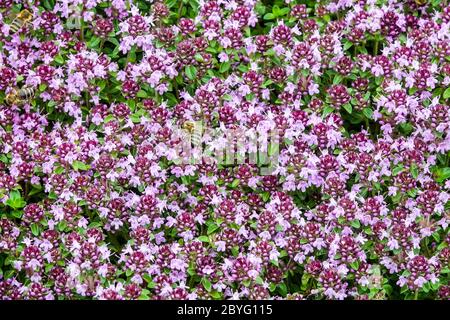 Thymianteppich Garten Kräuter Bodenbedeckungspflanzen Stockfoto