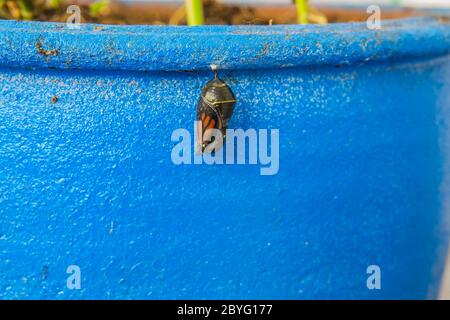 Monarch Schmetterling aus Chrysalis Schwebe aus einem Blumentopf in einem Garten als Erwachsener. Südkalifornien, USA Stockfoto