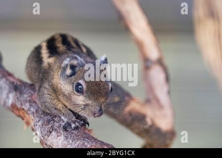 Ein gestreifter Nager Murmeltiere Streifenhörnchen auf einem Baumstamm auf Jagd Stimmung gesichtet. Themen zum Tierverhalten. Fokus auf Auge Stockfoto