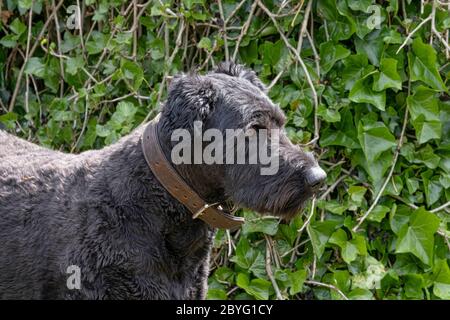 Porträt von Bouvier des Flandres, orangefarbene Augen, auf einem natürlichen grünen Hintergrund Stockfoto