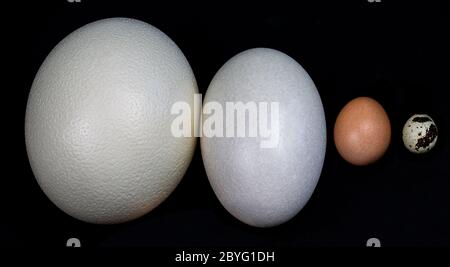 Ein Straußenei, ein amerikanisches Rhea-Ei, ein Hühnereier, ein Wachtelei in einer Reihe Stockfoto