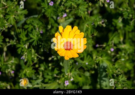 Eine einzige Blüte einer wilden Ringelblume Stockfoto