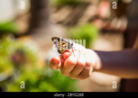 Monarchschmetterling (Danaus plexippus) ruht auf einer Frauenhand, nachdem er aus einer Chrysalis in einem Garten hervorgegangen ist. Juni 2020. Irvine Südkalifornien; USA Stockfoto