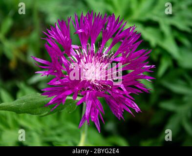 Persian Cornflower kleine Front - Zweifarbige Flockenblume - Centaurea Dealbata Steenbergii Stockfoto