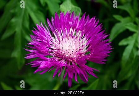 Persian Cornflower große Front - Zweifarbige Flockenblume - Centaurea Dealbata Steenbergii Stockfoto