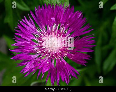 Persianer Kornblume groß oben - Zweifarbige Flockenblume - Centaurea Dealbata Steenbergii Stockfoto