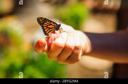 Monarchschmetterling (Danaus plexippus) ruht auf einer Frauenhand, nachdem er aus einer Chrysalis in einem Garten hervorgegangen ist. Juni 2020. Irvine Südkalifornien; USA Stockfoto