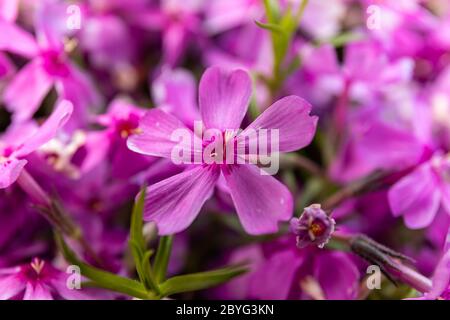 Helle rosa Blume von Phlox subulata, auch bekannt als schleichende Phlox, Moos phlox, Moos rosa, oder Berg phlox. Nahaufnahme. Stockfoto