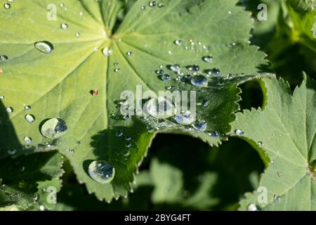 Perlen aus Wasser auf dem Blatt des Garten-Dame-Mantel (Alchemilla mollis), auch bekannt als Dame-Mantel Stockfoto