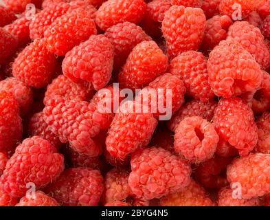 Hintergrund der Himbeeren. Frische Himbeeren Nahaufnahme. Draufsicht. Hintergrund der roten Beeren. Verschiedene frische Sommerfrüchte. Rote Himbeeren. Stockfoto
