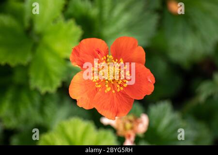 Leuchtend orange Blume der Zwergorangenaven (Geum coccineum) auch als rote Avens bekannt Stockfoto