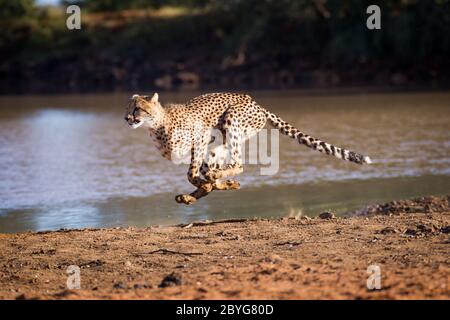 Seitenansicht des Geparden, der mit geradem Schwanz sprintet und im Hintergrund Stauwasser am sonnigen späten Nachmittag im Kruger Park Südafrika Stockfoto