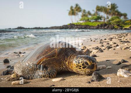 Schildkröte aus der Nähe, eine grüne Schildkröte Bleiben Sie am Strand und entspannen Sie warten auf das Sussnet, Hawaii Lifestyle und Tierwelt Stockfoto