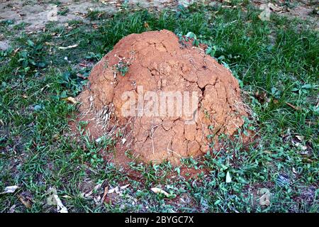 Foto eines Ameisenbunkers inmitten eines Parks im Freien. Stockfoto