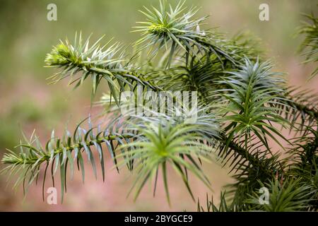 Cunniggamia lanceolata Blaue China-Fir Stockfoto