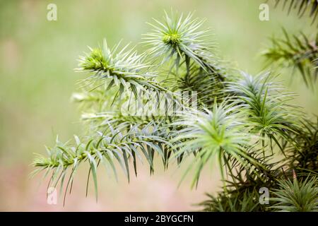 Cunniggamia lanceolata Blaue China-Fir Stockfoto