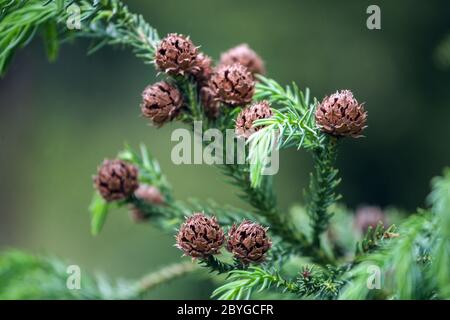 Kryptomeria japonica kleine Zapfen auf einem Zweig, japanische Zeder Cryptomeria japonica Zapfen Stockfoto