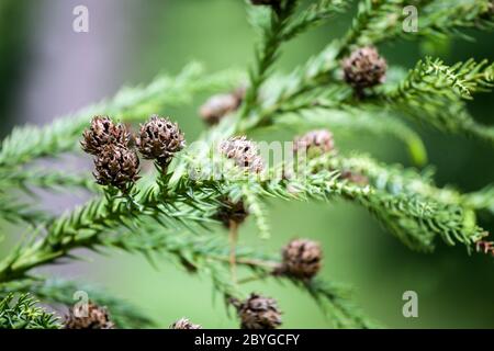 Japanische Zeder Cryptomeria japonica kleine Zapfen auf Zweig Stockfoto